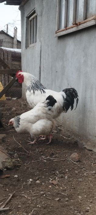 Ouă de incubat de sussex herminat deschis