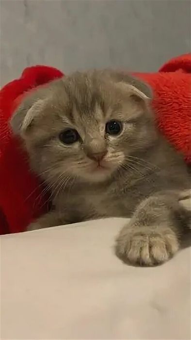 Котята фолд и страйк
