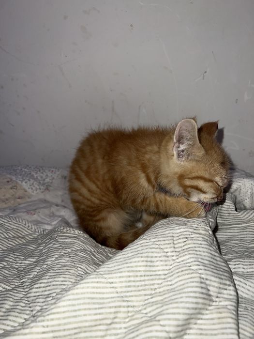 Отдам даром рыжую котенка