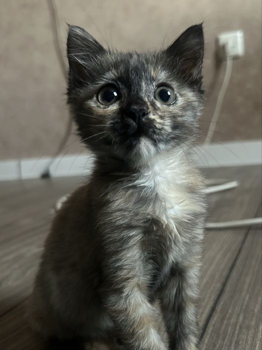 Отдаем котенка, девочку, трехцветную
