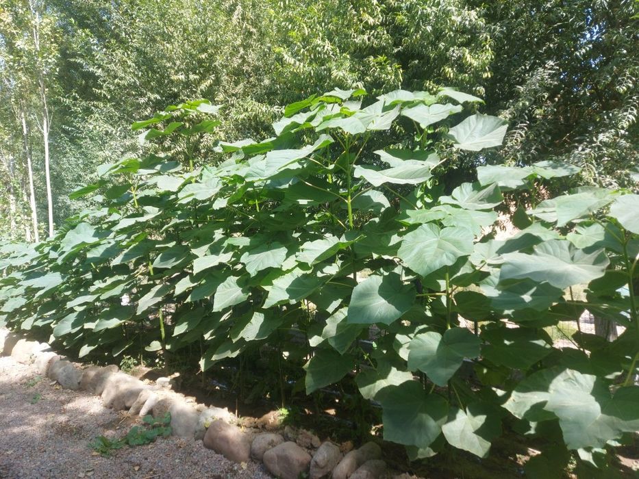 Павлония кучатлари