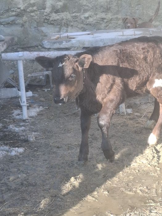 Vand vițea anțarcata 3.5 luni pret 3500 lei