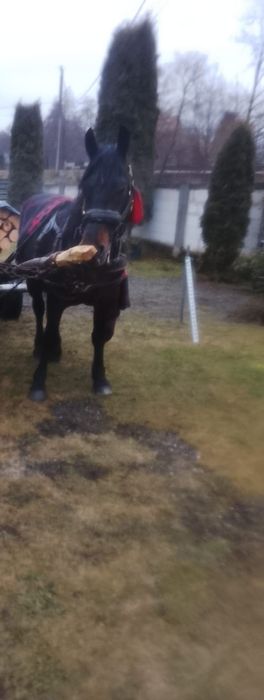 Vând cal de pădure