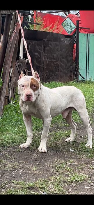 Продается пит мальчик