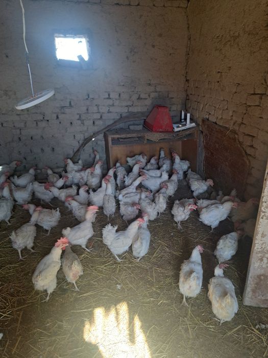 Sendi tovuqlar sotladi