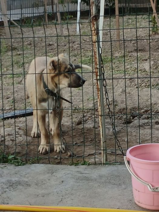 Алабай продаётся