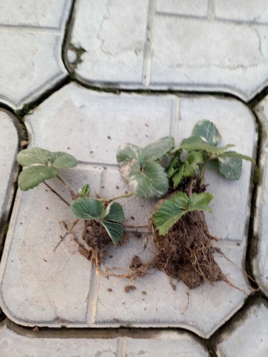 Саженцы клубники. Қулупнай кўчатлари