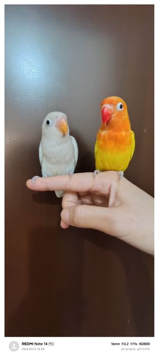 Ruchnoy popugay nerazluchka