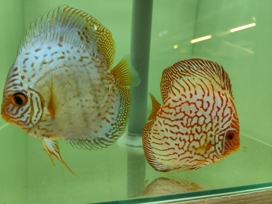 Vand pesti Discus