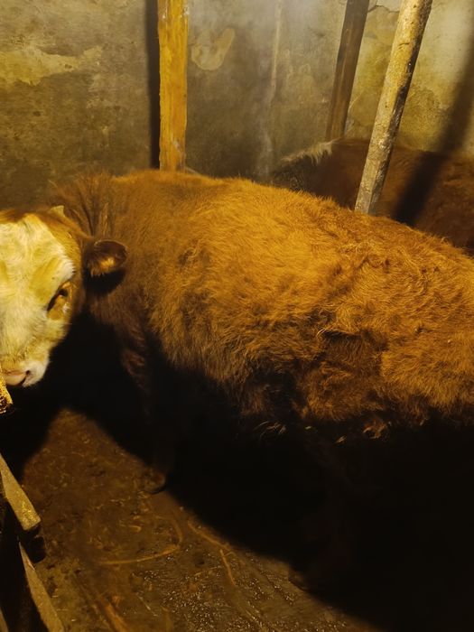 Продаю два бычка две телки