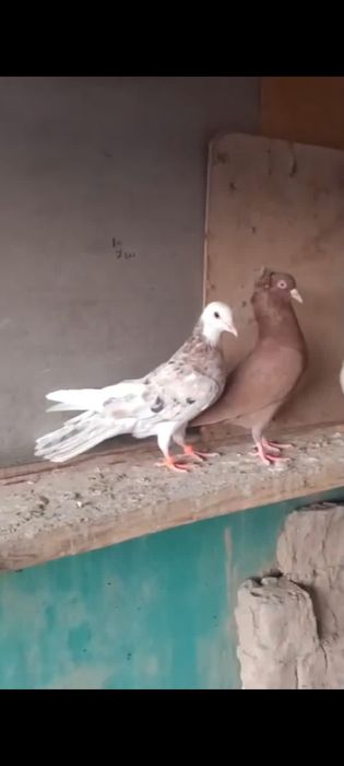 Широкохвостые  иранцы