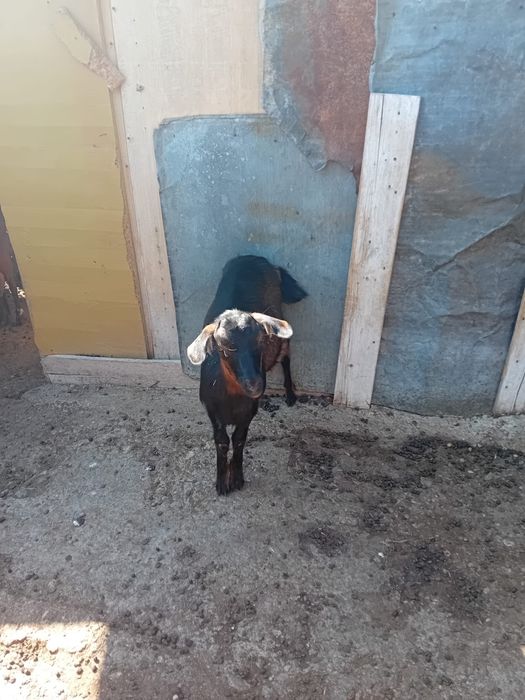 Vând iedițe 300 lei iedul