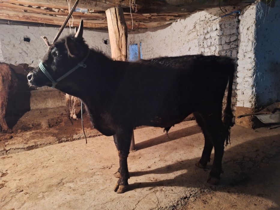 Семиз жемде турган букалар