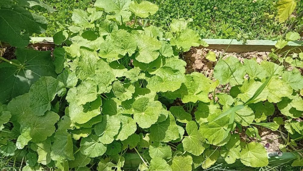 Продаются саженцы шток розы,и семена