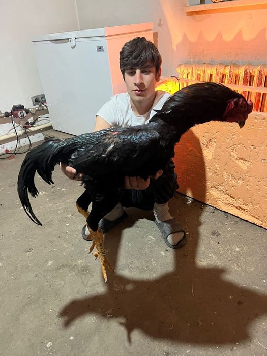 Продам дакана петух