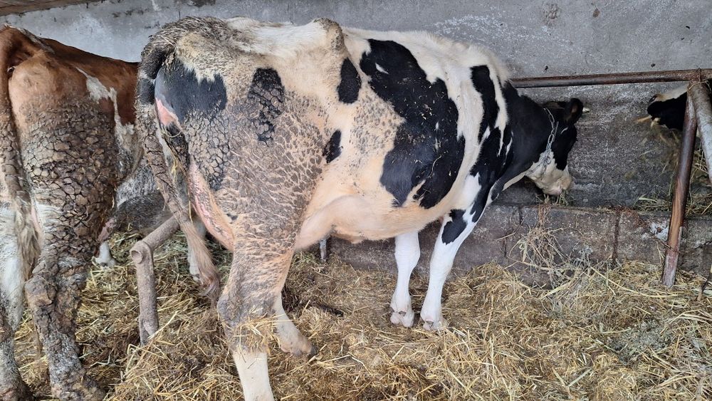 Vand vaci fatate si gestante