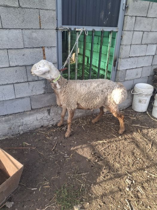 Продам кошкара срочно