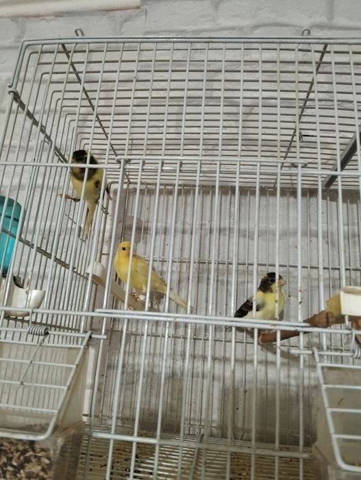 Pui de canari ..