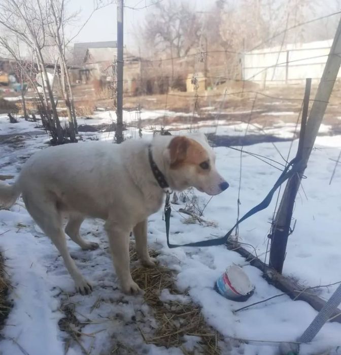 Пристраивается собачка