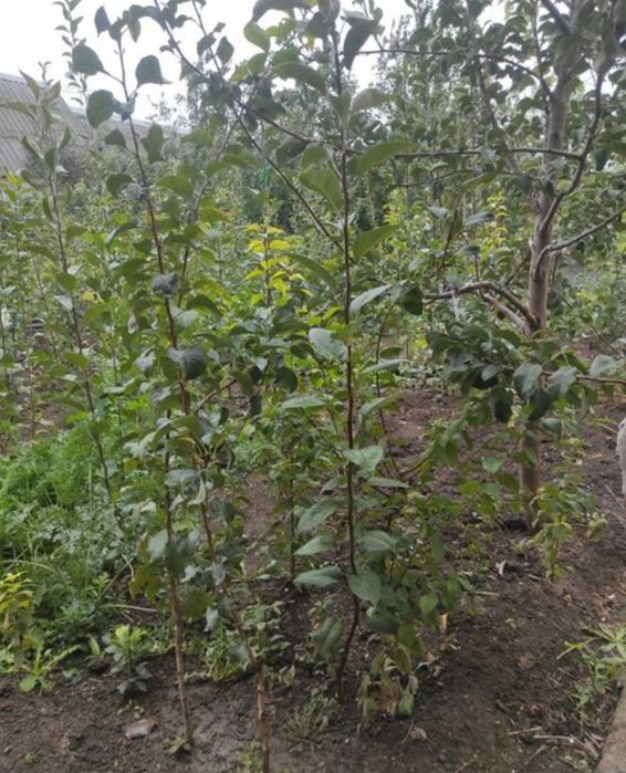 Саженцы сатылады