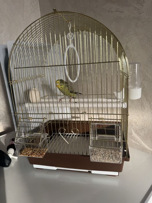 Попугай с клеткой