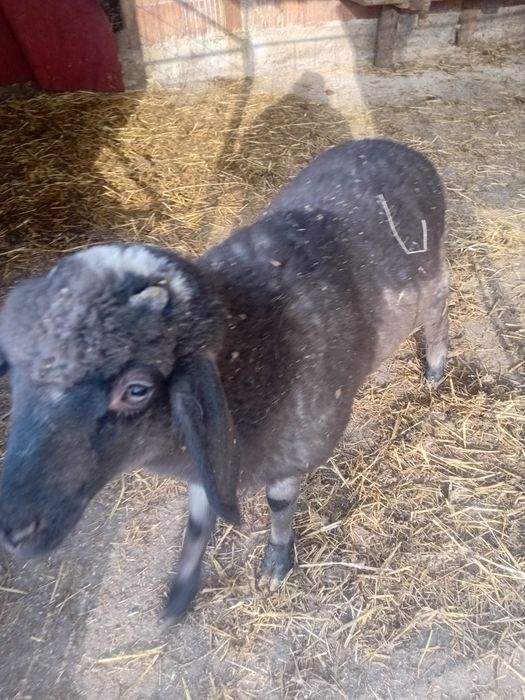 Miel De vanzare Cintei