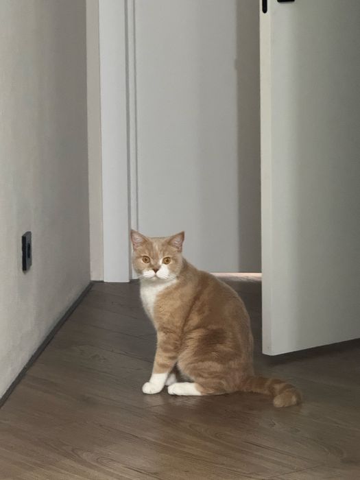 Отдаем кота в хорошие руки