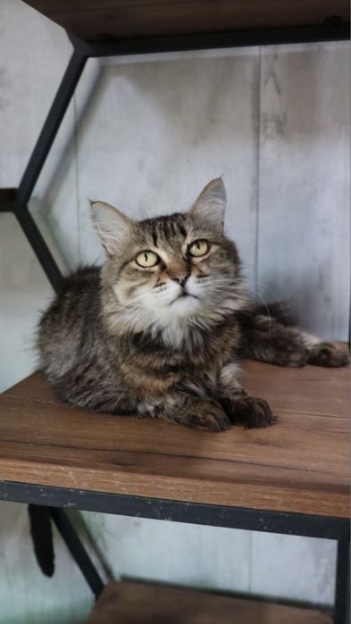 Ласковая девочка ждёт свою семью!