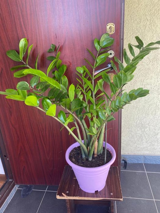 Продается "Замиокулькас" долларовое дерево