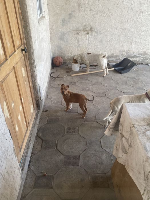 Американски пидбул күшік