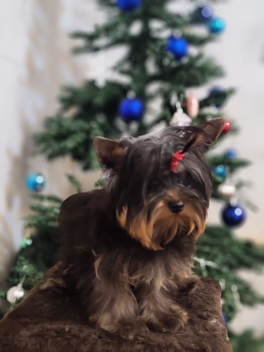 Девочка йоркширский терьер