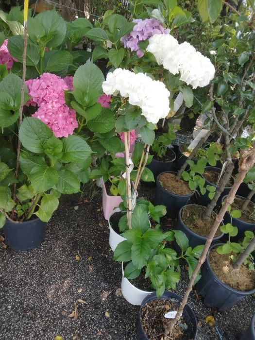 Hortensie Tufa De Gradina