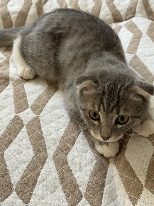Вислоухий котенок