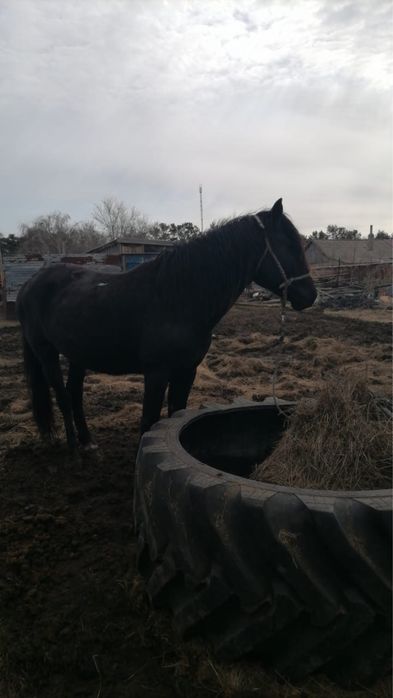 Продам жеребца  возрост 5 лет