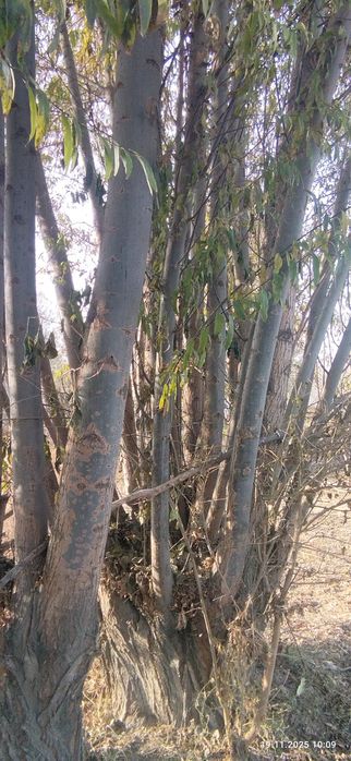 Тол сотилади Кора толлар