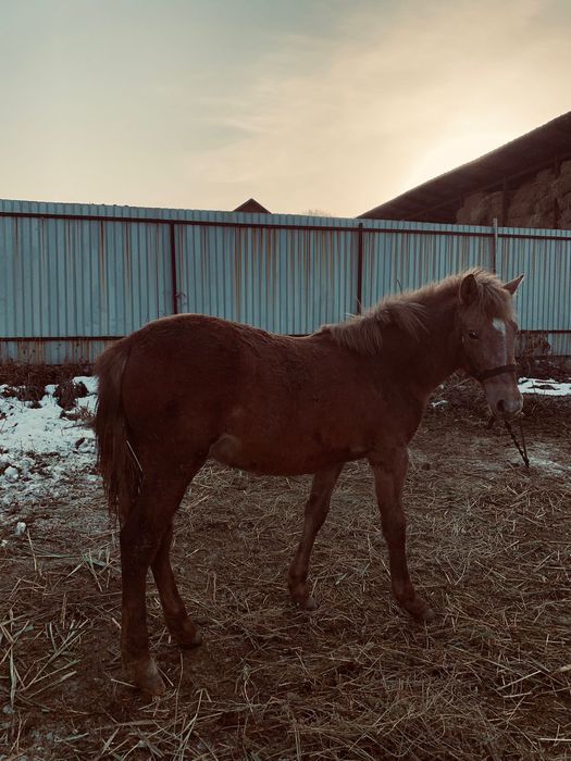 Продам жеребёнка и кабылу