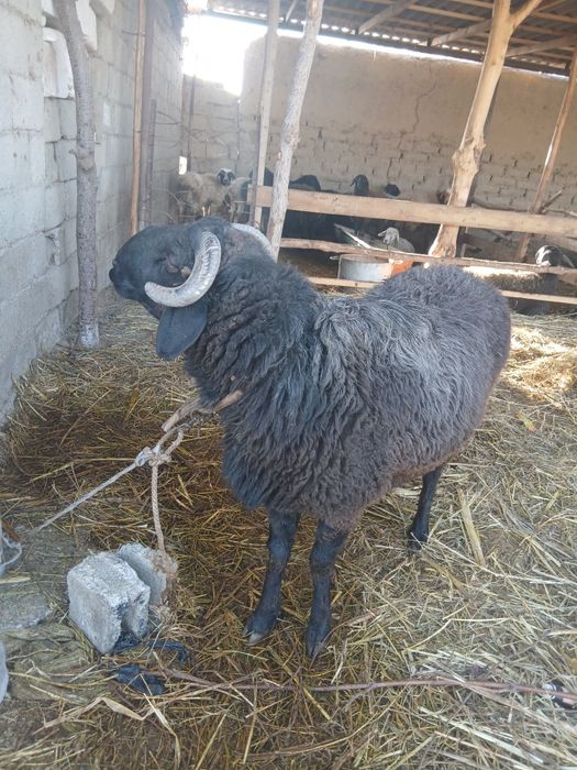 Qochqor olchab sotiladi