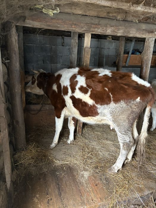 Сиыр(корова)сүтті