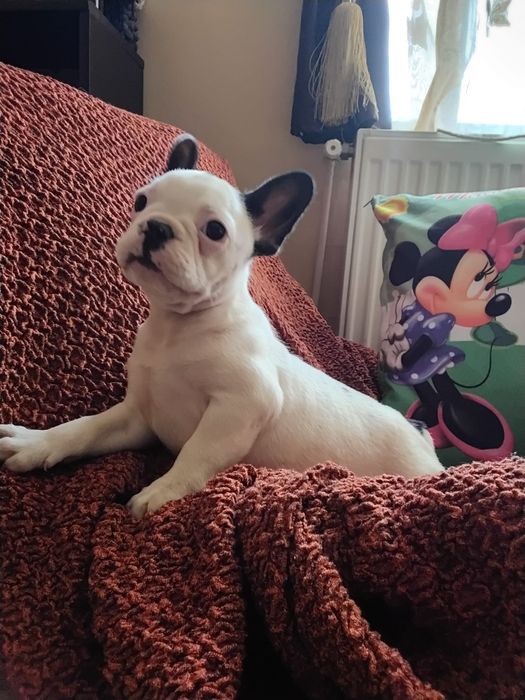Bulldog francez mascul