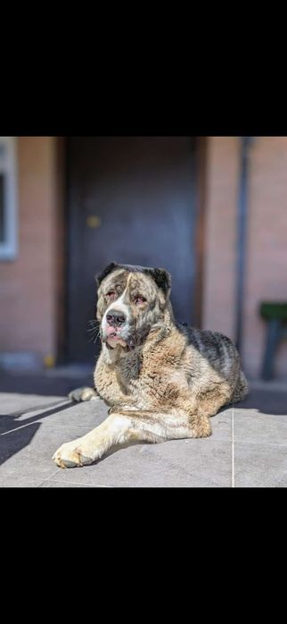 Алабай кабель только для вязки.