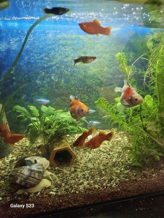Acvariu complet echipat 75 litri