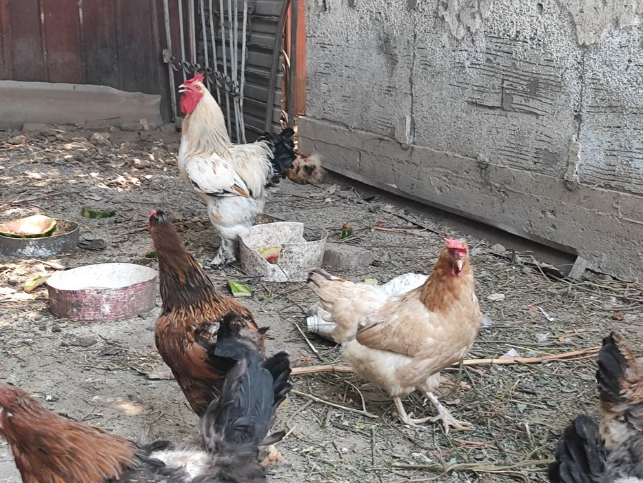Продам домашних цыплят