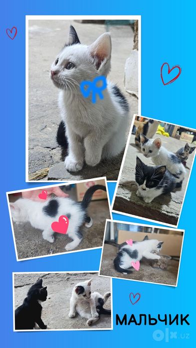Котята в хорошие, добрые руки