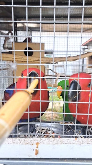 Păsări exotice și altele