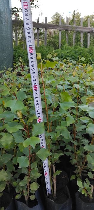 Тополь пирамидальный