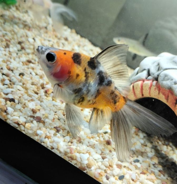 Продаю золотую рыбку