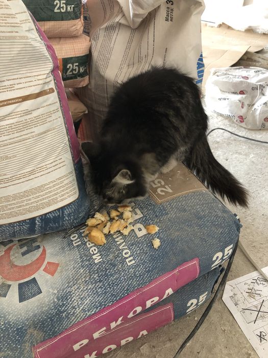 Домашний кот