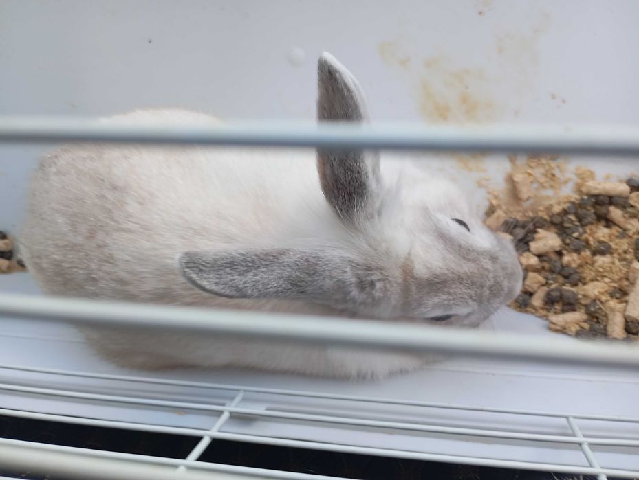 Кролик домашний декоративный