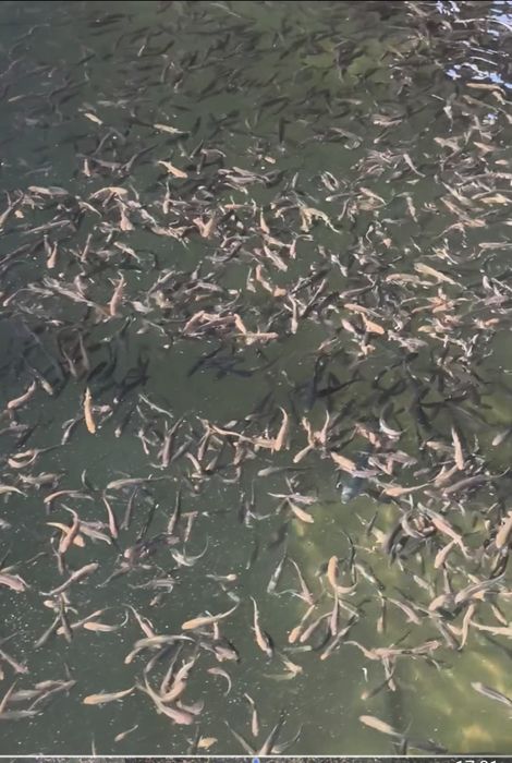 Puiet pastrav curcubeu