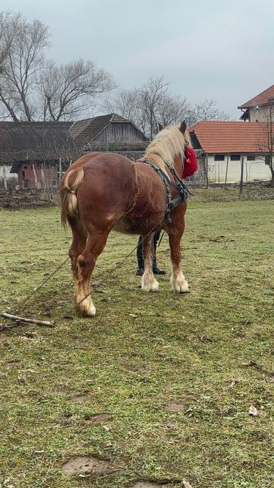 Vând o pereche de iepe!